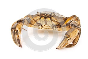 Sea Ã¢â¬â¹Ã¢â¬â¹herbal arthropod crab on a white background photo